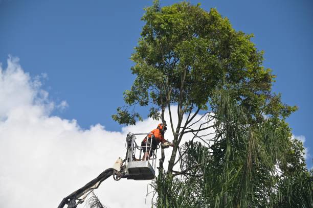  Mathis, TX Tree Care Pros